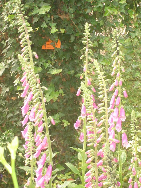 DSC03935.JPG